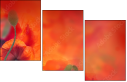 67251094