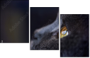 67261784