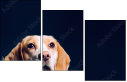 68940427
