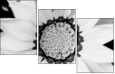 71181016