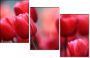76096373