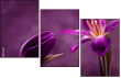 79035921