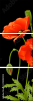 21203923