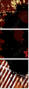 21717214