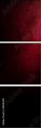 28158439
