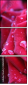 30650072