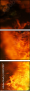 33557057