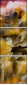 36705995