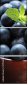 37936052