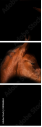 38086864