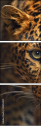 42852431