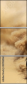 43906966