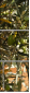 44321836