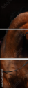46187059