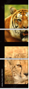 48229420