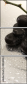 48368424