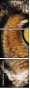 48966303