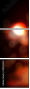 49026303
