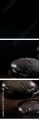 49497530