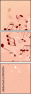 49536754
