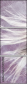 50794180
