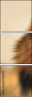 51106719