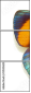 51555620