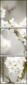54886078