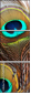 54904462