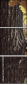 55703900