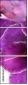 55741072
