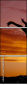 56391467