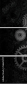 56625717