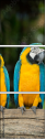 56795972