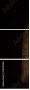 56940386