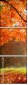57194440