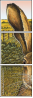 57328279