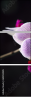 60355585