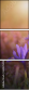 62325008