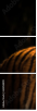 63858890