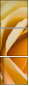 64954045