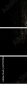 67787028