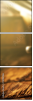 70192186
