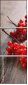 75562705