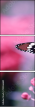 95266681