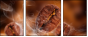 47749181