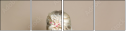 136203508