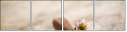 20624590
