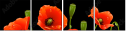 21203923