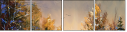 21655913